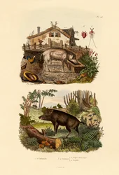Inseto Escarlate, 1833-39
